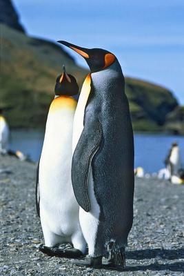 [d8dee] !F.u.l.l.^ *D.o.w.n.l.o.a.d~ King Penguins in South Georgia Journal: 150 Page Lined Notebook/Diary -  ~PDF%