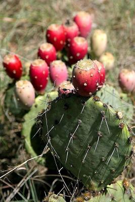 [4e9c6] ~R.e.a.d! Prickly Pear Cactus Plant in Texas Journal: 150 Page Lined Notebook/Diary -  ~PDF@