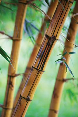 [bdeac] ~F.u.l.l.* !D.o.w.n.l.o.a.d~ Close Bamboo Journal: 365 Day Journal Diary Notebook -  ~ePub@